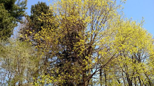 Low angle view of yellow tree against sky