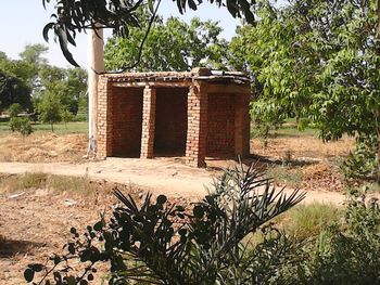 Plants growing on tree trunk