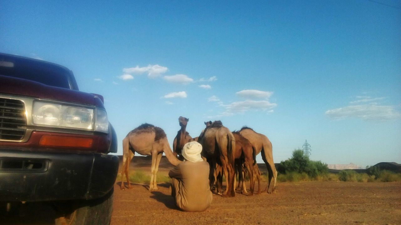 sky, animal themes, animal, mammal, domestic animals, domestic, pets, livestock, group of animals, nature, animal wildlife, landscape, transportation, field, land, day, vertebrate, horse, cloud - sky, mode of transportation, outdoors, herbivorous