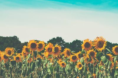 Close-up of fresh sunflower field against sky