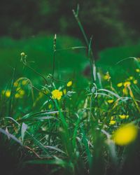 Close-up of flowering plants on field