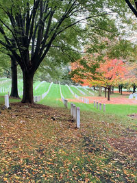 Trees in park during autumn