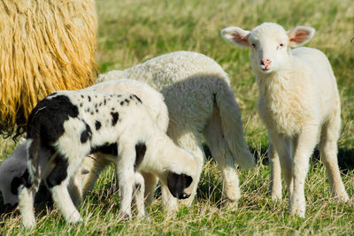 Sheep in a field