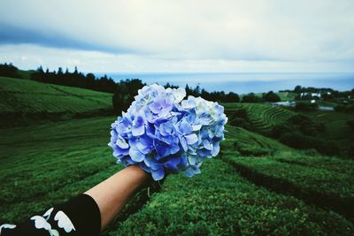 Midsection of person holding purple flowering plants