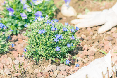 High angle view of flowers blooming on field