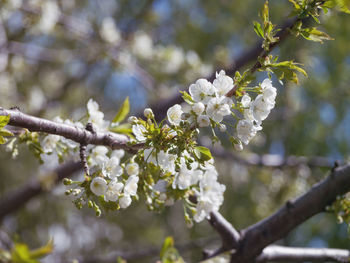 Close-up of cherry blossoms in spring