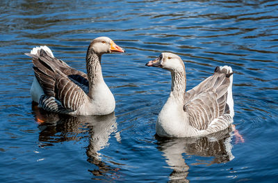 Ducks swimming in lake