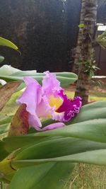 Close-up of pink flowers blooming outdoors