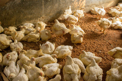 High angle view of poultry hens 