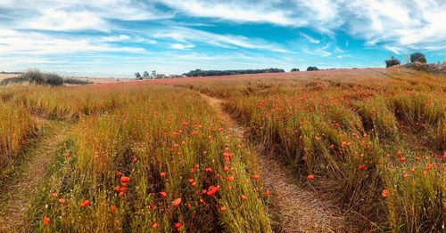 Scenic view of grassy field against sky