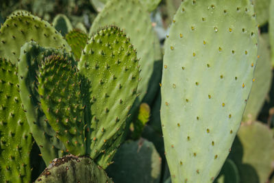 Close-up of plant