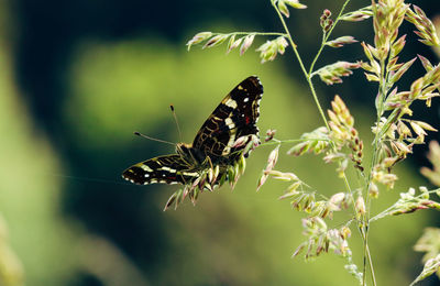 Close-up of butterfly pollinating flower