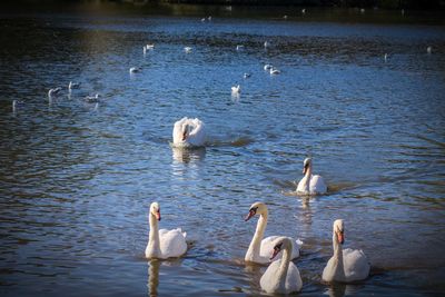 Swans swimming in lake