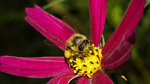 Close-up of bee pollinating on pink flower