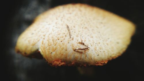 Close-up of insect