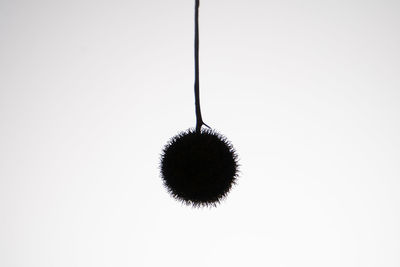 Close-up of lighting equipment hanging on white background