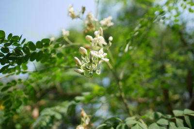 Close-up of white flowering plant