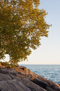 Tree by sea against clear sky