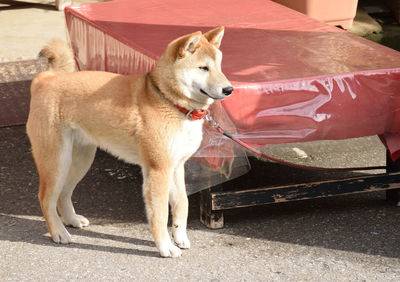 Close-up of a dog looking away