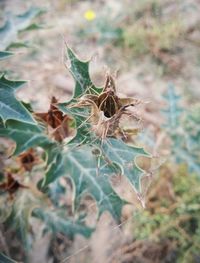 Close-up of dried plant on field