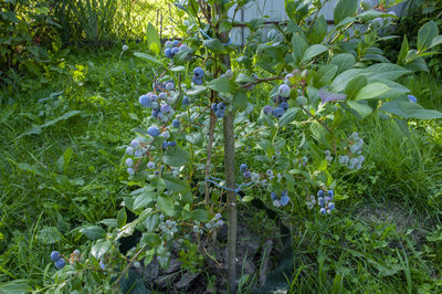 plant