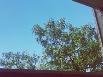 Low angle view of trees against clear blue sky