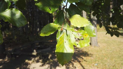 Close-up of fresh green plant