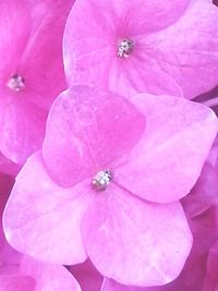 Close-up of pink flower