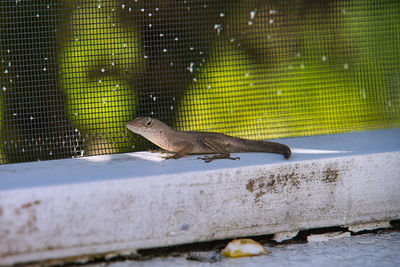 Side view of a bird in cage