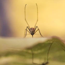 Close-up of spider