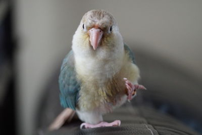 Close-up of bird perching outdoors