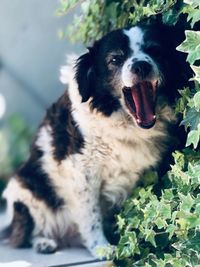 Close-up of dog looking away