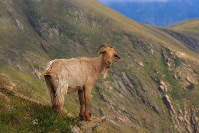 Wild brown ibex in the mountain on top of a stone