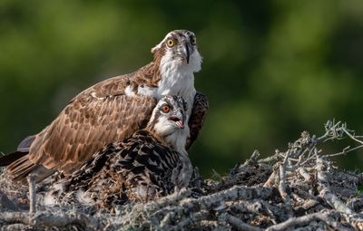 Close-up of bird of prey with young animal in nest