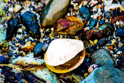 Close-up of crab on pebbles at beach