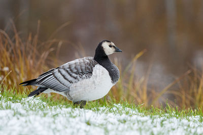 Close-up of a bird on field