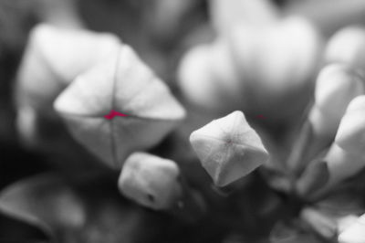 Close-up of flower blooming indoors