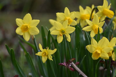 Close-up of yellow flowering plants