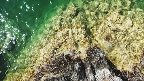 Close-up of crab on rock
