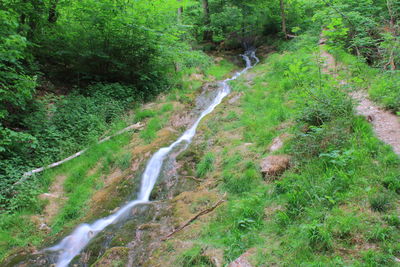 Scenic view of waterfall in forest