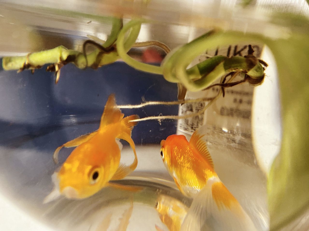 CLOSE-UP OF FISH SWIMMING IN GLASS