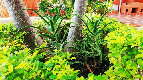 Plants growing in backyard