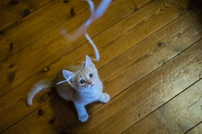 High angle portrait of cat on floor