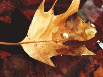 Close-up of leaves