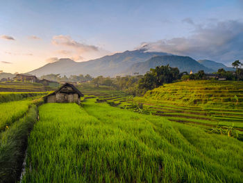 Scenic view of agricultural field against sky