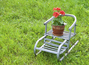 Flower plant in yard