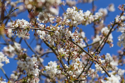 Low angle view of cherry blossom