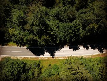 Trees on landscape