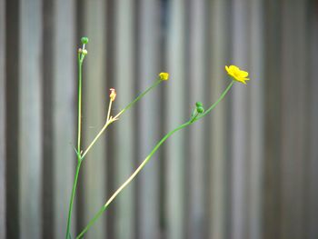 Close-up of flowering plant against blurred background