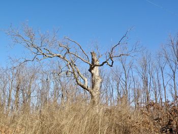 Low angle view of bare tree against clear blue sky